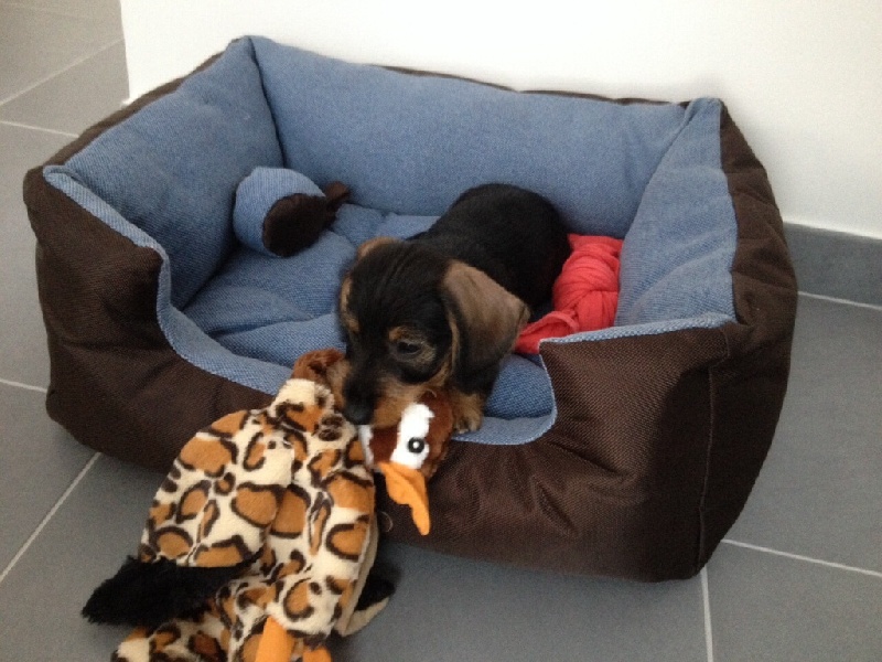 Photos des chiots d'Iris & Farceur dans leur nouveau foyer